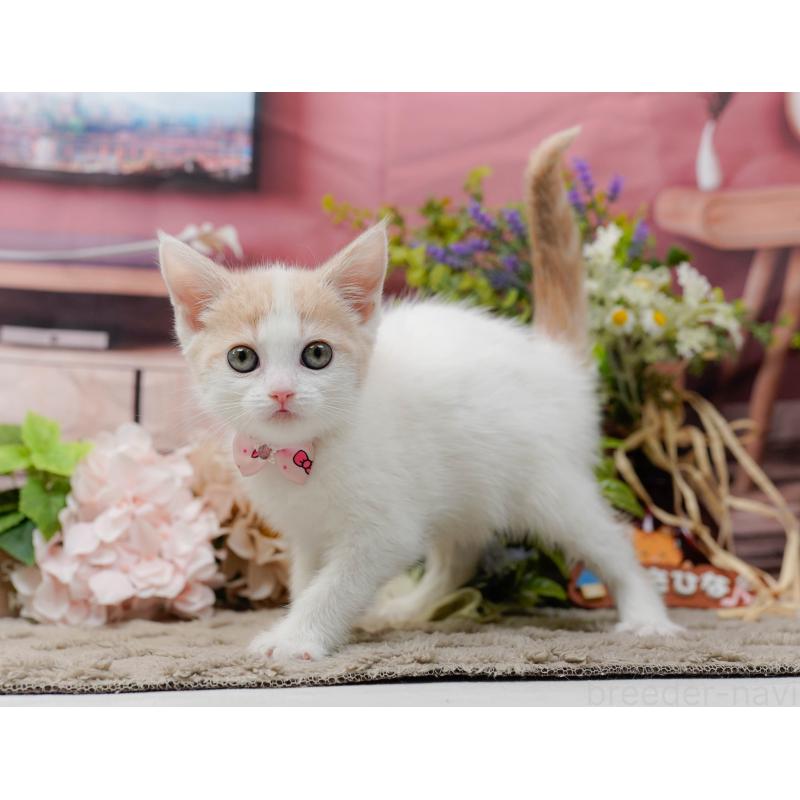 販売中の神奈川県のマンチカン-137585の11枚目