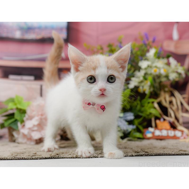 販売中の神奈川県のマンチカン-137585の9枚目