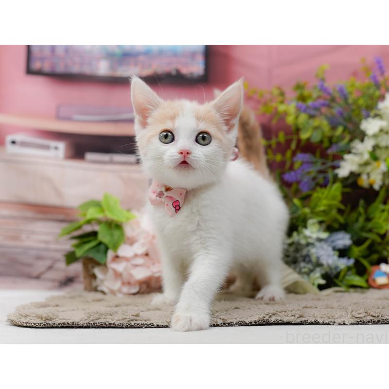 販売中の神奈川県のマンチカン-137585の8枚目