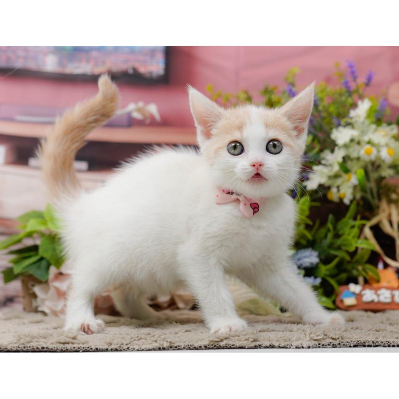 販売中の神奈川県のマンチカン-137585の7枚目