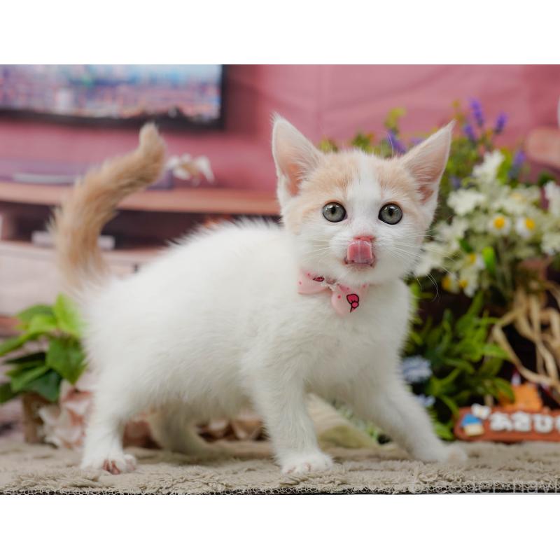 販売中の神奈川県のマンチカン-137585の6枚目