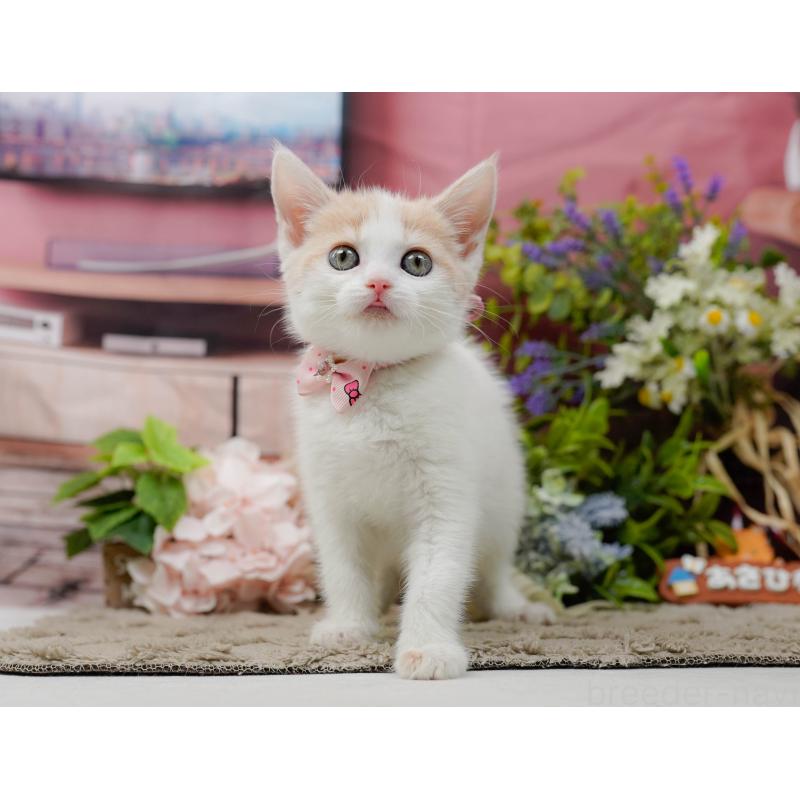 販売中の神奈川県のマンチカン-137585の5枚目