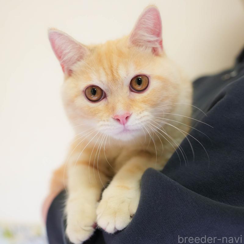 販売中の埼玉県のミヌエット-137602