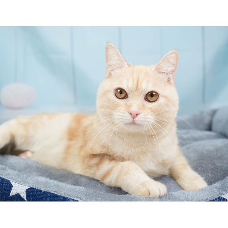 販売中の埼玉県のミヌエット-137602の11枚目