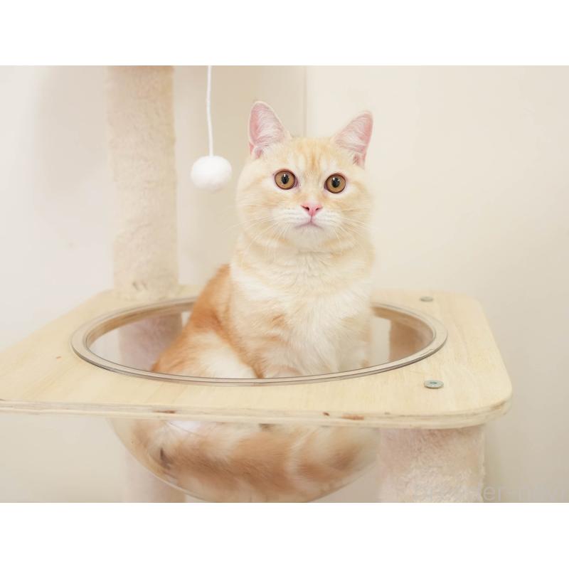 販売中の埼玉県のミヌエット-137602の10枚目