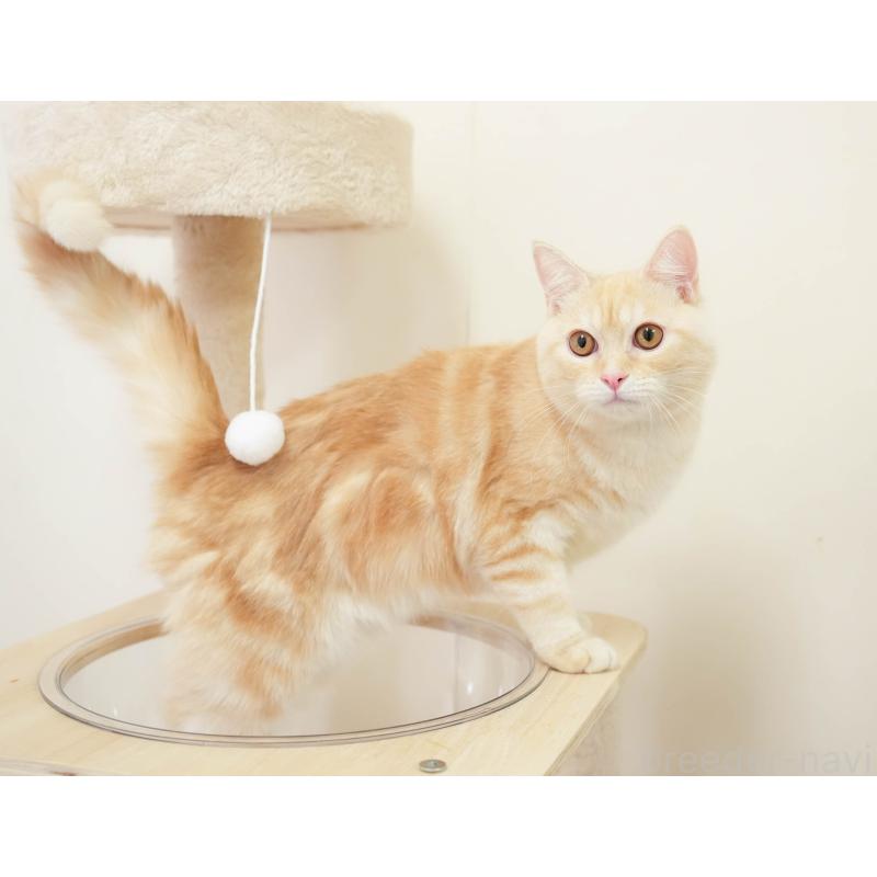 販売中の埼玉県のミヌエット-137602の9枚目