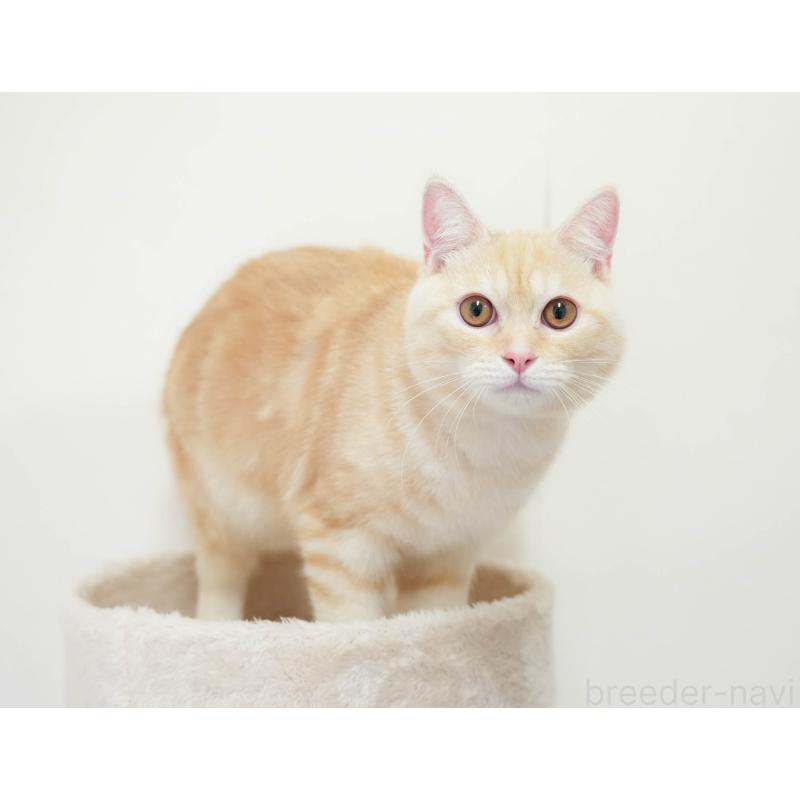 販売中の埼玉県のミヌエット-137602の8枚目