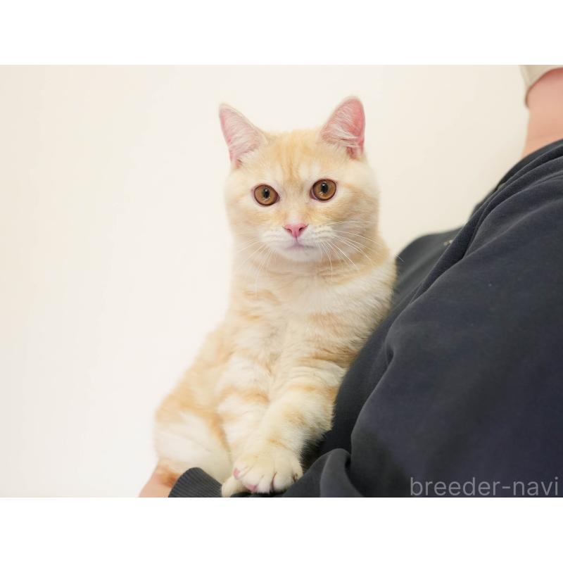 販売中の埼玉県のミヌエット-137602の7枚目