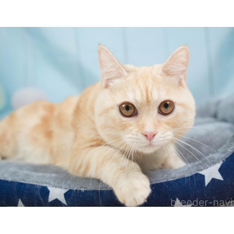 販売中の埼玉県のミヌエット-137602の6枚目