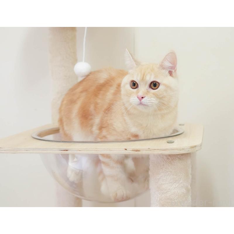 販売中の埼玉県のミヌエット-137602の4枚目