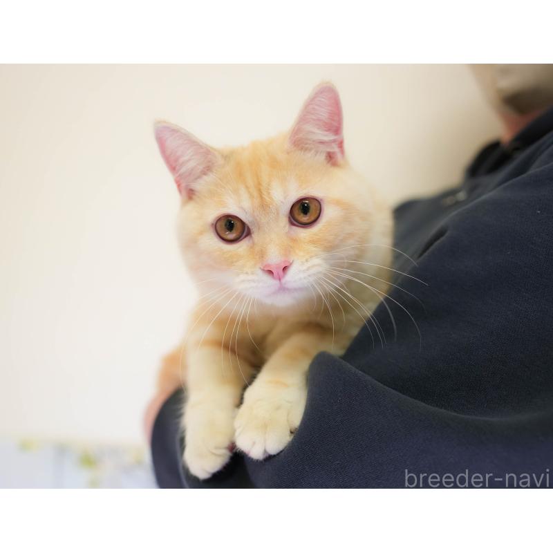 販売中の埼玉県のミヌエット-137602の3枚目