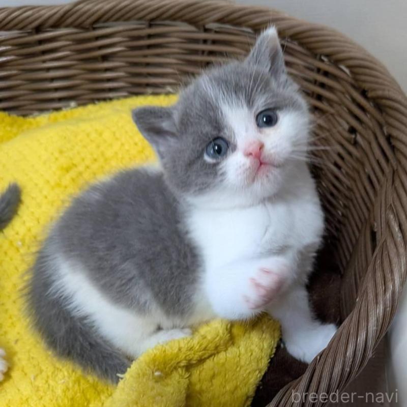 販売中の神奈川県のブリティッシュショートヘア-137576の4枚目