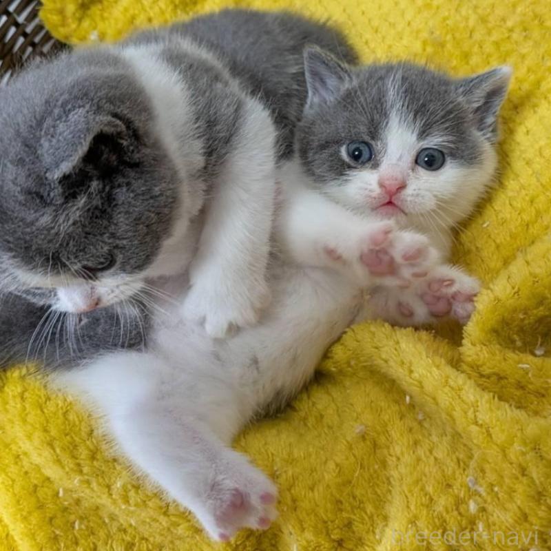 販売中の神奈川県のブリティッシュショートヘア-137576の3枚目