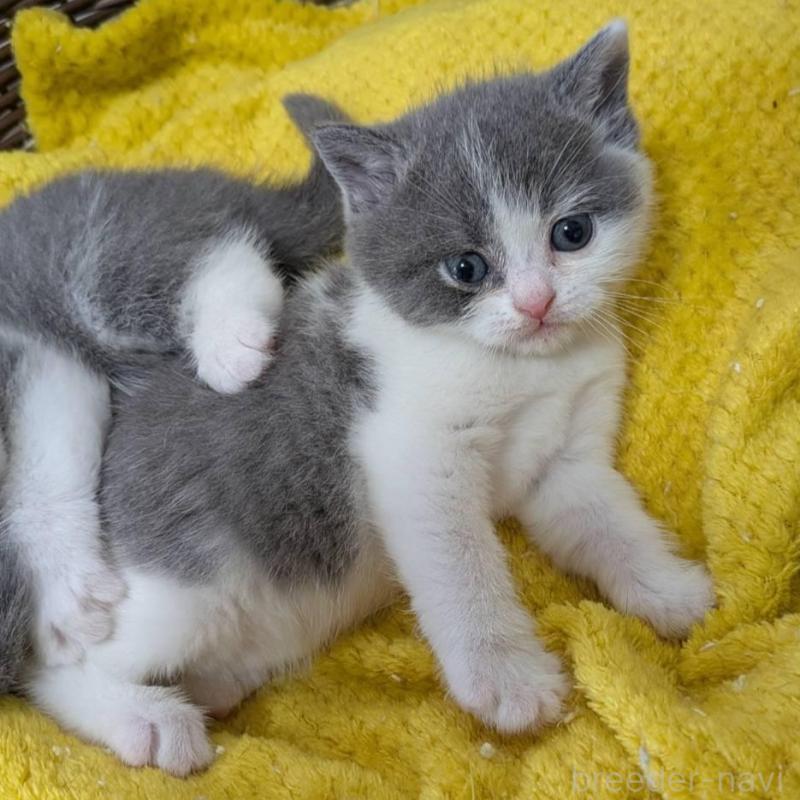 販売中の神奈川県のブリティッシュショートヘア-137576の2枚目