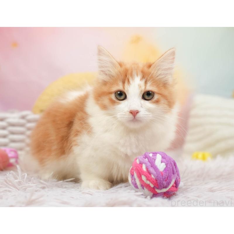 販売中の埼玉県のマンチカン-137601の10枚目