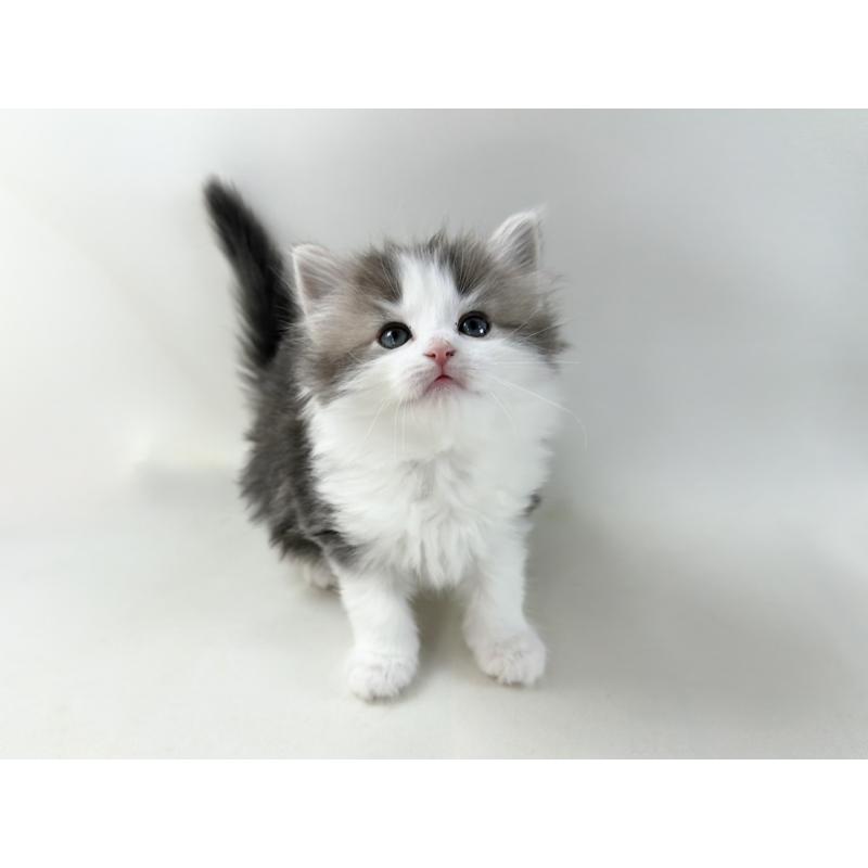 販売中の福岡県のノルウェージャンフォレストキャット-137577の15枚目