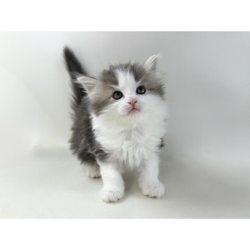 販売中の福岡県のノルウェージャンフォレストキャット-137577の14枚目