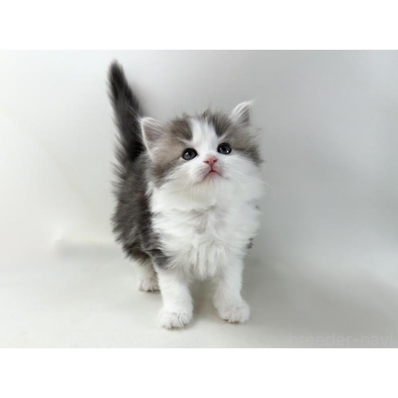 販売中の福岡県のノルウェージャンフォレストキャット-137577の13枚目