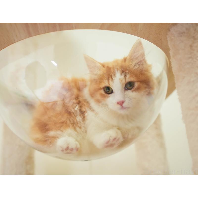 販売中の埼玉県のマンチカン-137601の8枚目