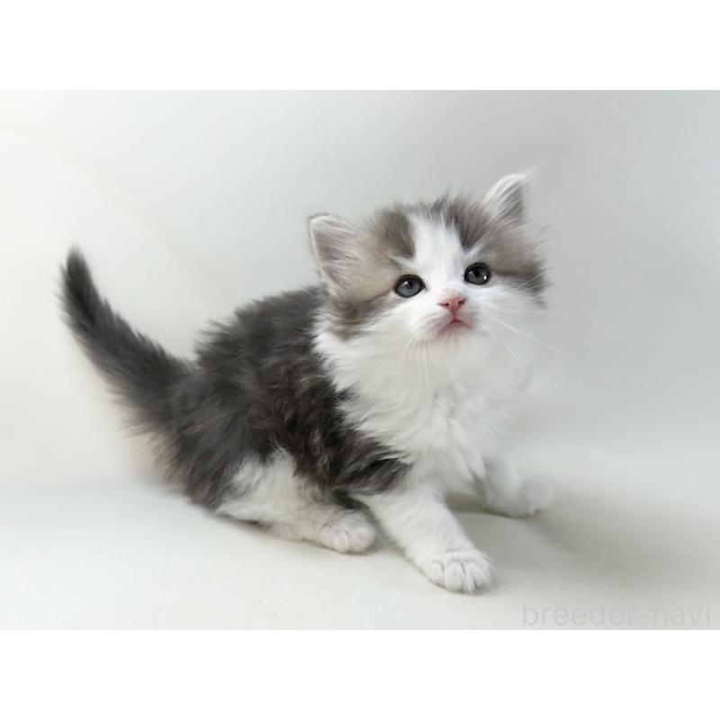 販売中の福岡県のノルウェージャンフォレストキャット-137577の12枚目