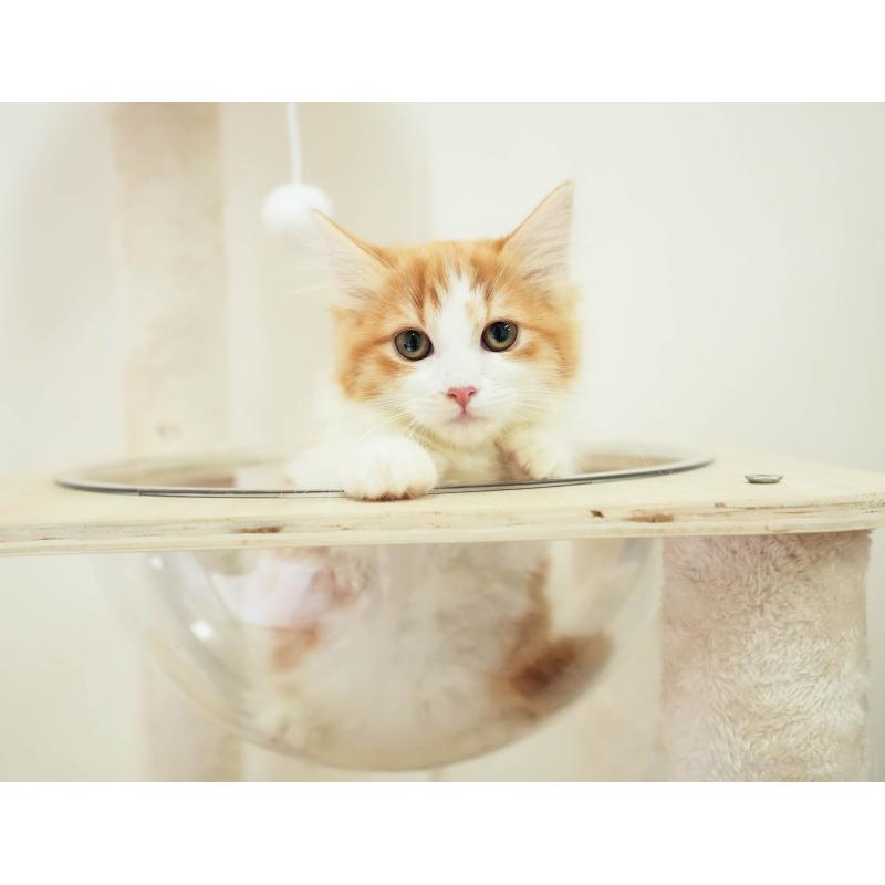 販売中の埼玉県のマンチカン-137601の7枚目