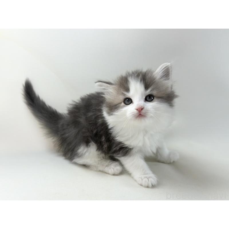 販売中の福岡県のノルウェージャンフォレストキャット-137577の11枚目