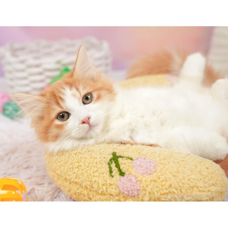 販売中の埼玉県のマンチカン-137601の6枚目