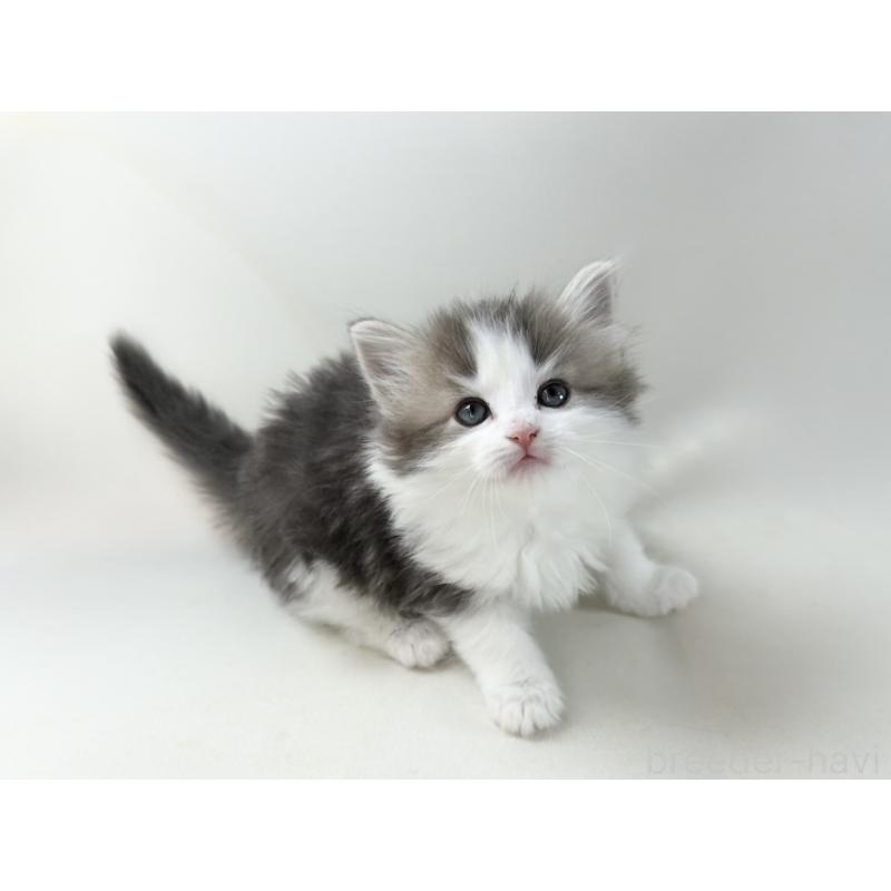 販売中の福岡県のノルウェージャンフォレストキャット-137577の10枚目