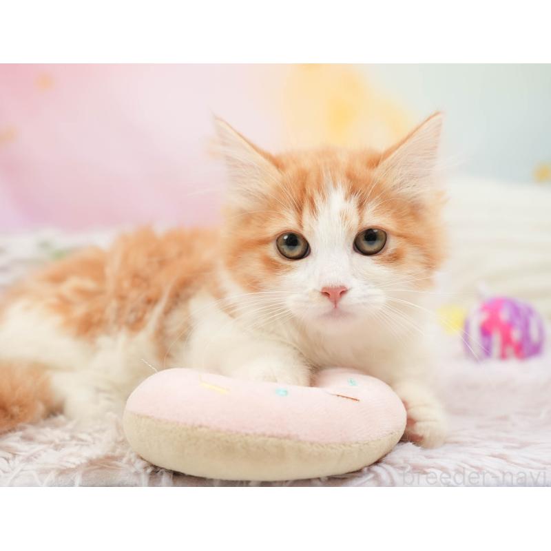 販売中の埼玉県のマンチカン-137601の5枚目