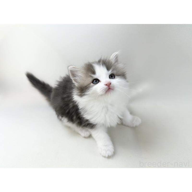 販売中の福岡県のノルウェージャンフォレストキャット-137577の9枚目