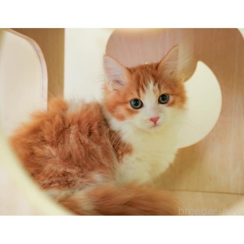 販売中の埼玉県のマンチカン-137601の4枚目