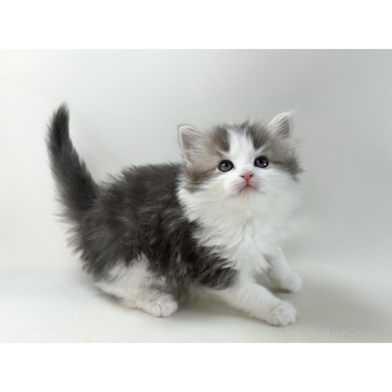 販売中の福岡県のノルウェージャンフォレストキャット-137577の7枚目