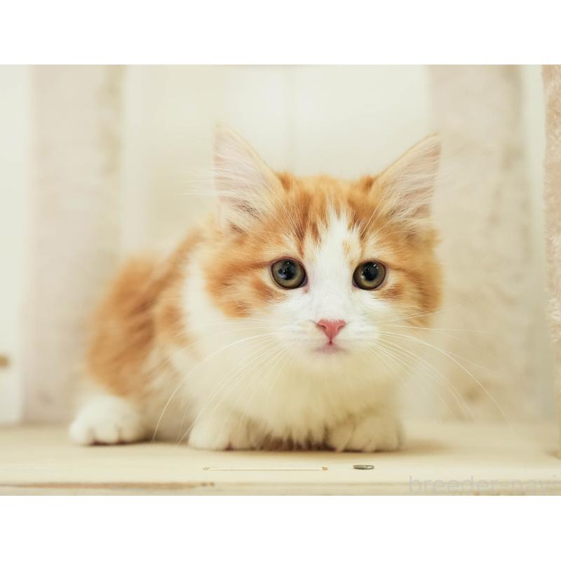 販売中の埼玉県のマンチカン-137601の3枚目