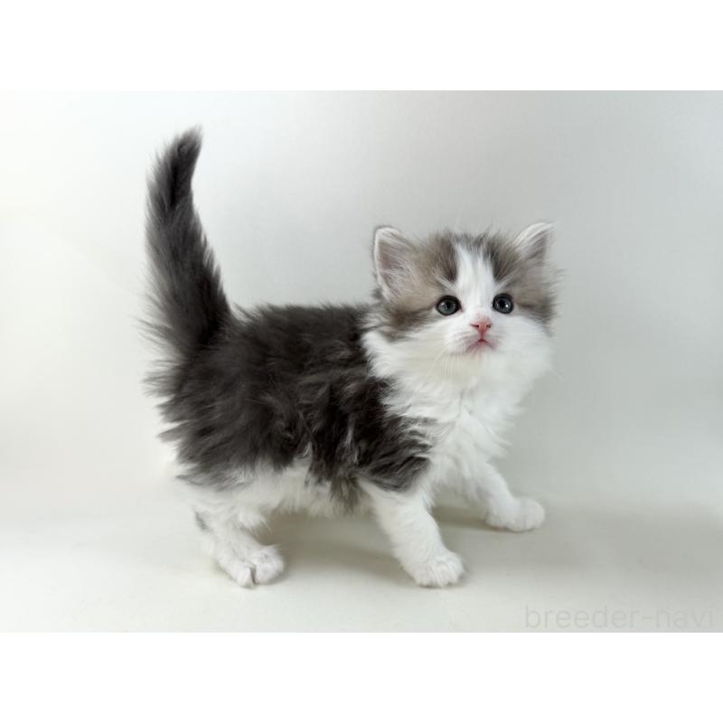 販売中の福岡県のノルウェージャンフォレストキャット-137577の6枚目