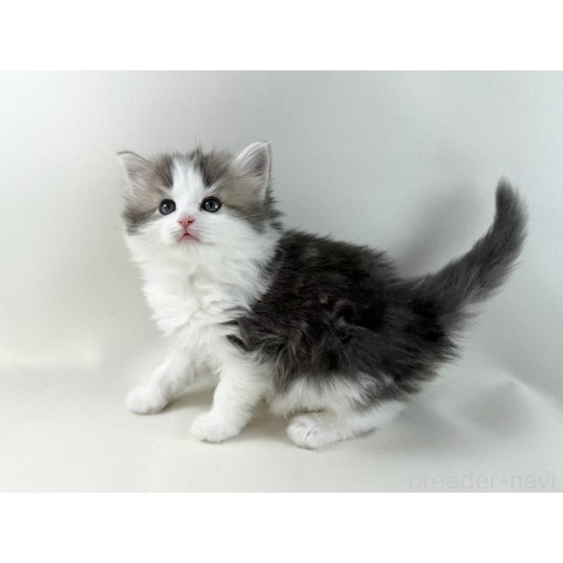 販売中の福岡県のノルウェージャンフォレストキャット-137577の5枚目