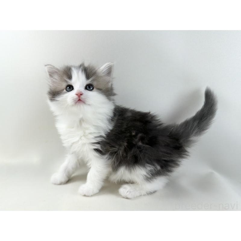 販売中の福岡県のノルウェージャンフォレストキャット-137577の4枚目