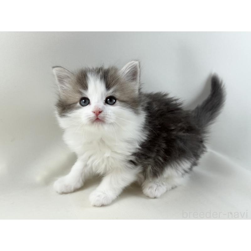 販売中の福岡県のノルウェージャンフォレストキャット-137577の3枚目