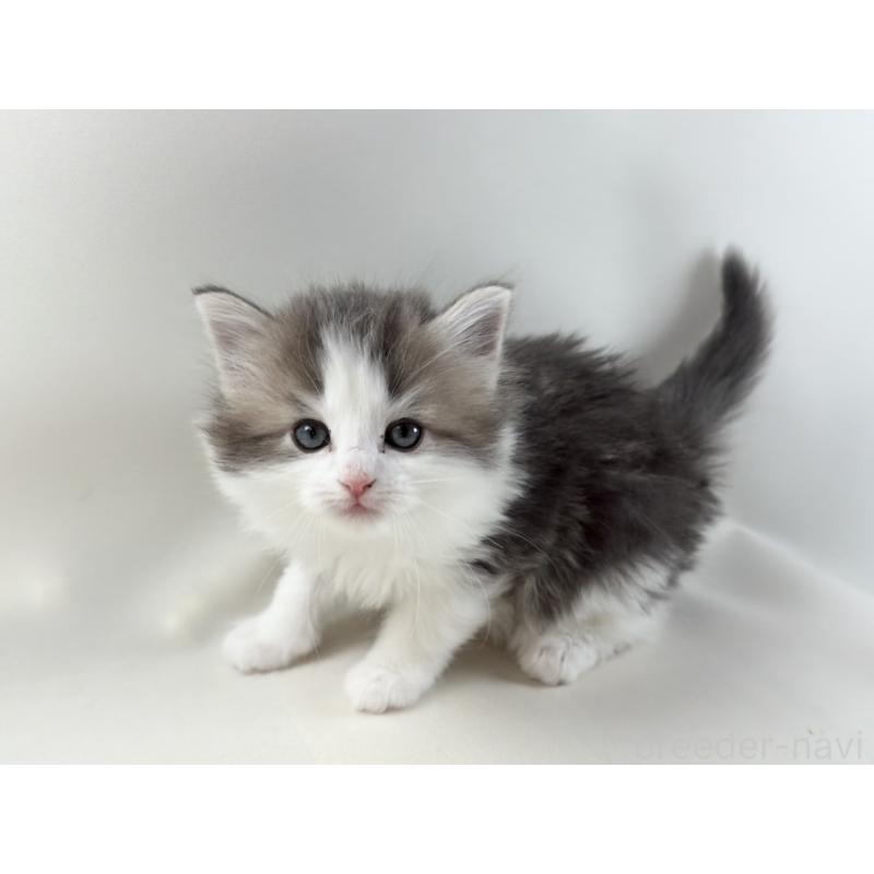 販売中の福岡県のノルウェージャンフォレストキャット-137577の2枚目