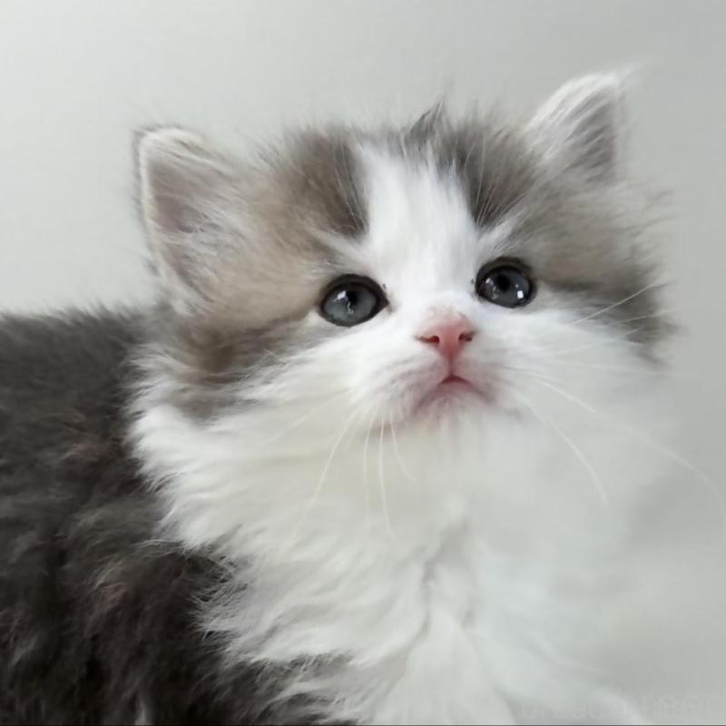 販売中の福岡県のノルウェージャンフォレストキャット-137577の1枚目