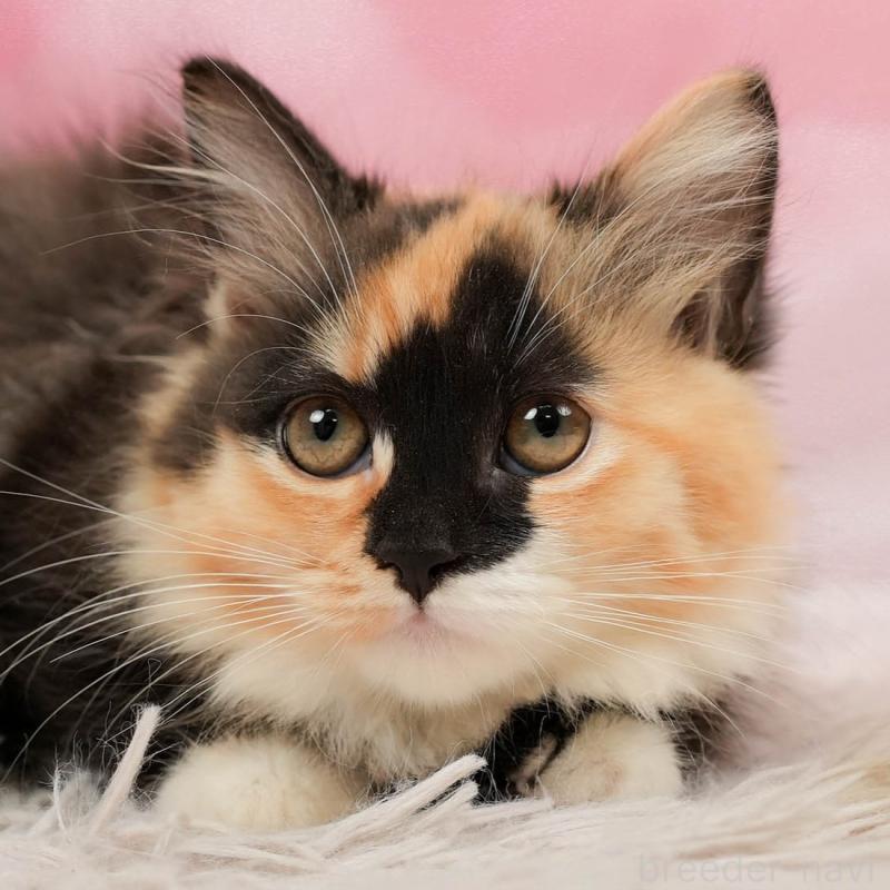 販売中の埼玉県のマンチカン-137599