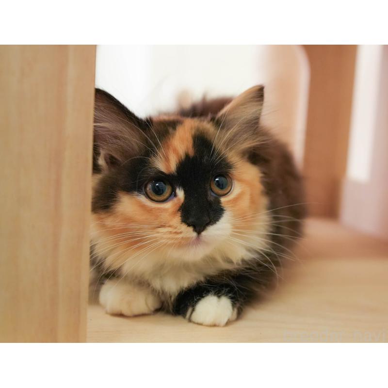 販売中の埼玉県のマンチカン-137599の11枚目