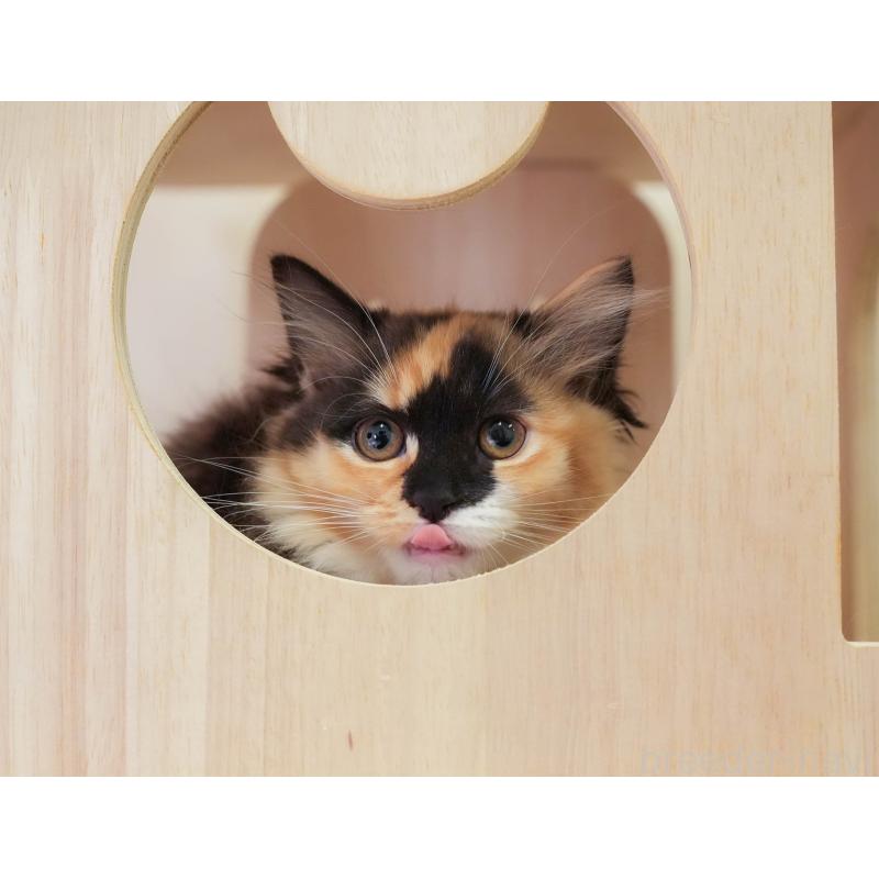 販売中の埼玉県のマンチカン-137599の10枚目