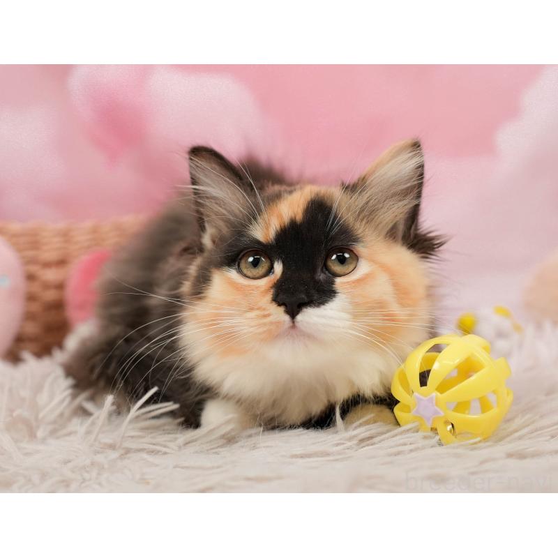 販売中の埼玉県のマンチカン-137599の9枚目