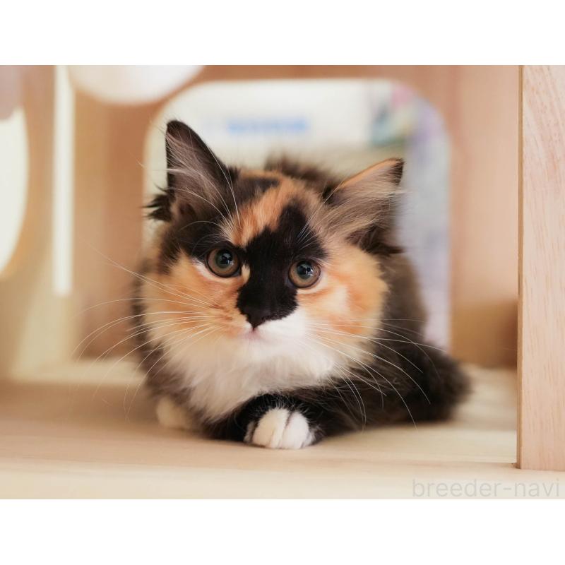 販売中の埼玉県のマンチカン-137599の7枚目