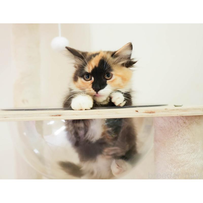 販売中の埼玉県のマンチカン-137599の6枚目