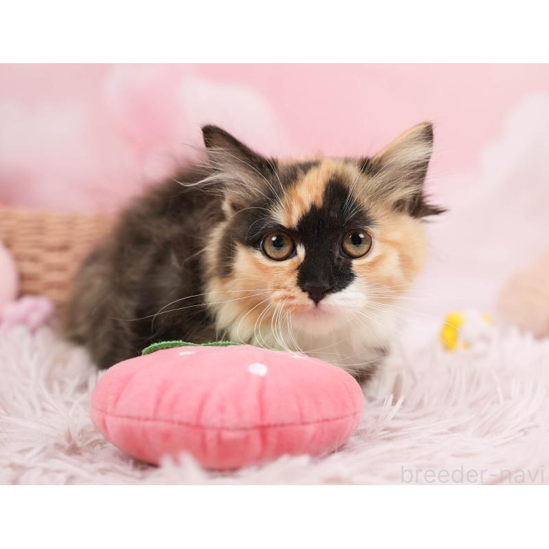 販売中の埼玉県のマンチカン-137599の5枚目