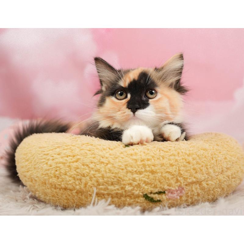 販売中の埼玉県のマンチカン-137599の4枚目