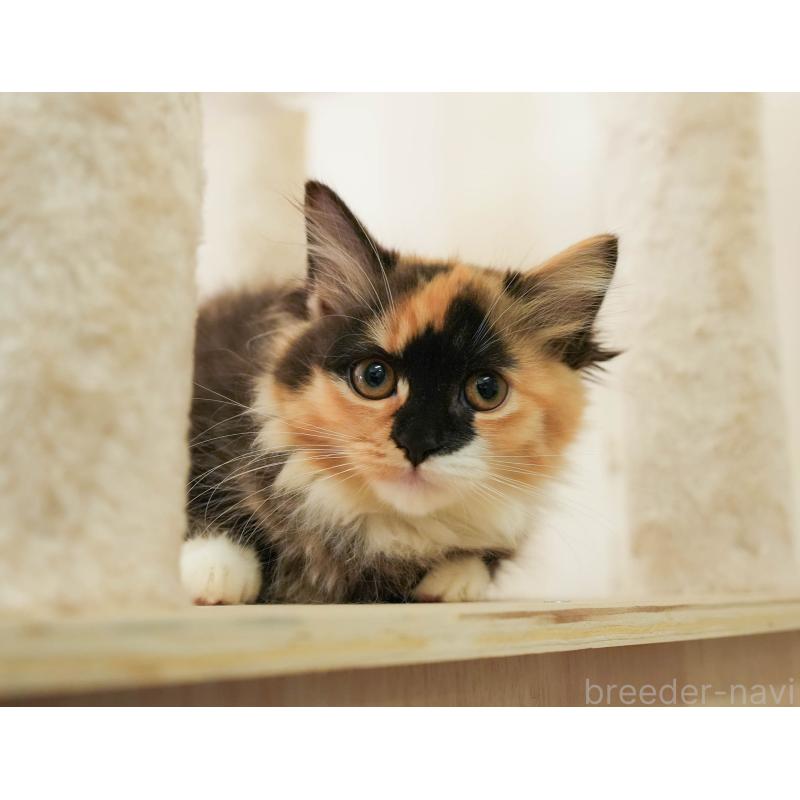 販売中の埼玉県のマンチカン-137599の3枚目