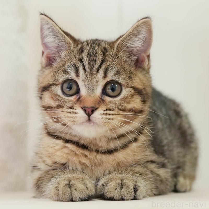 販売中の埼玉県のマンチカン-137595