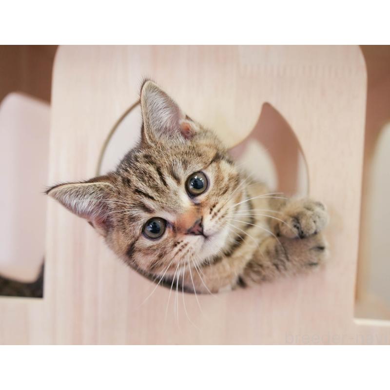 販売中の埼玉県のマンチカン-137595の10枚目